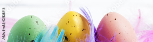 banner av närbild på ägg och fjädrar photo