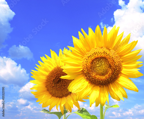 Bright yellow sunflowers