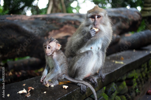 monkey in the jungle