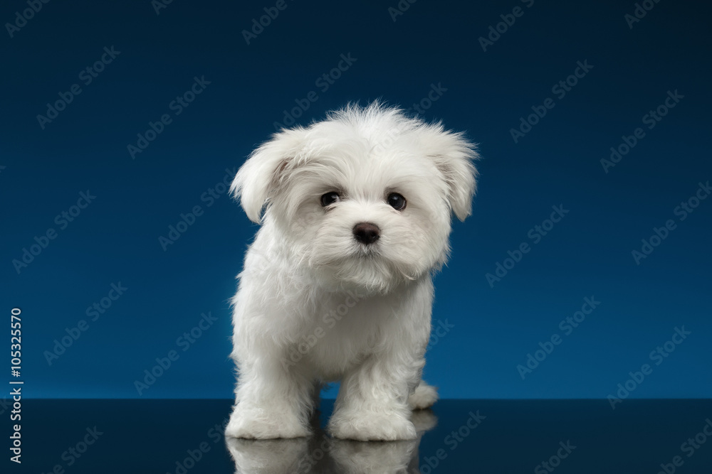 Cute Pure White Maltese Puppy Standing, Curiously Looking in Camera