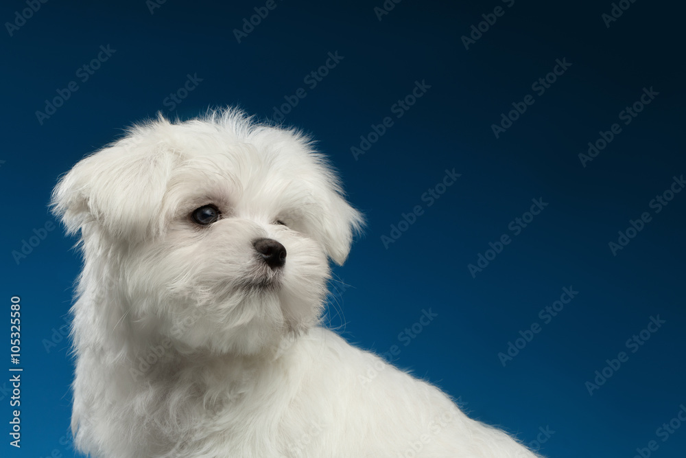 Closeup Cute White Maltese Puppy with Pity Face Looking Back Closeup Cute White Maltese Puppy with Pity Face Looking Back