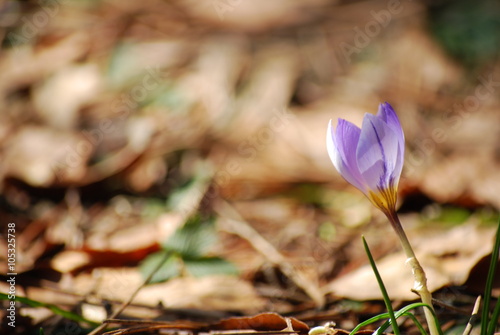 Crocus on sunny day in the spring. Close-up