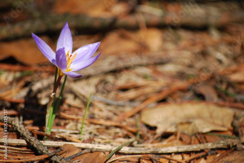 Crocus on sunny spring day. Close-up
