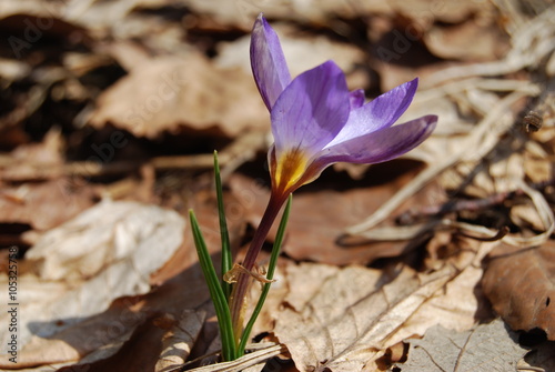 Spring crocus on sunny day. Close-up