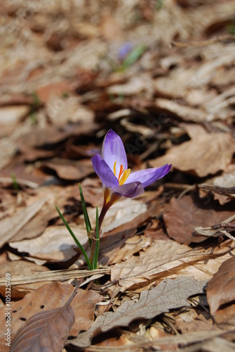 Wild crocus on glade in the spring. Close-up