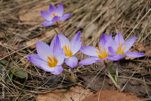 Signs of spring - wild crocuses. Close-up
