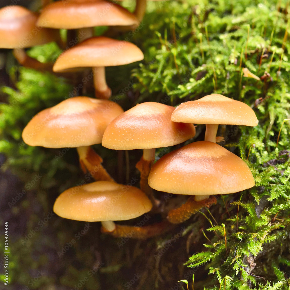 Fresh mushrooms on a mossy tree trunk. Selective focus of wild mushrooms with copy space and defocused background. Autumn scene with golden sunlight. Fresh mushrooms on a mossy tree trunk. Selective focus of wild mushrooms with copy space and defocused background. Autumn scene with golden sunlight.