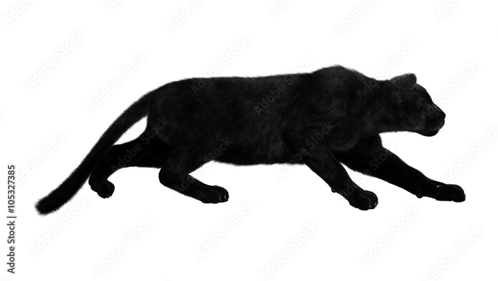 Obraz premium Black Panther on White