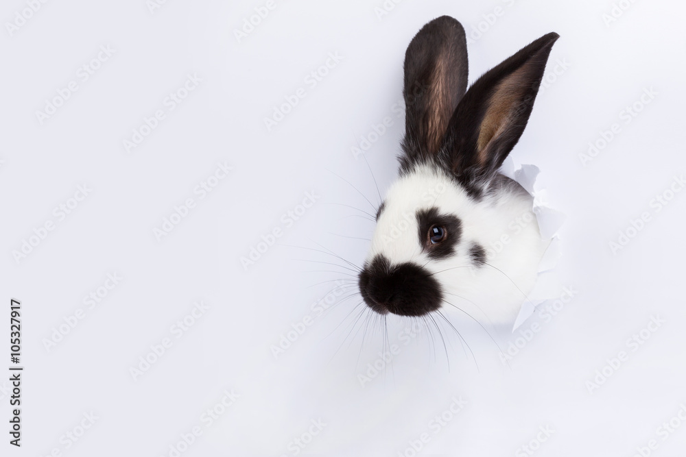 Fototapeta premium White rabbit