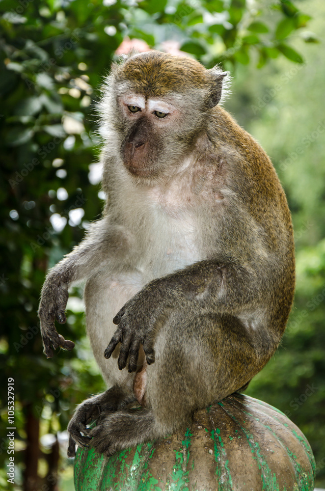 Fototapeta premium Makake