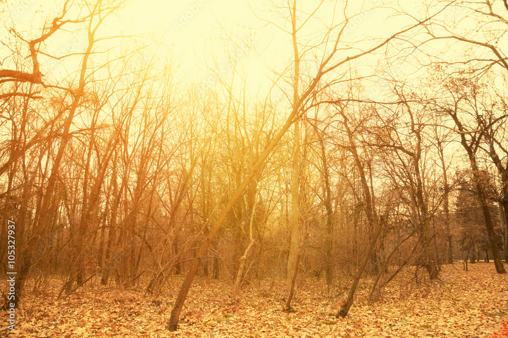 Obraz premium Forest in retro colors with sun flare.