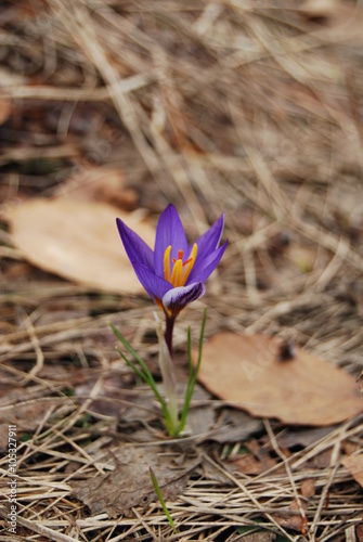 Violet crocus - vertical shot. Close-up