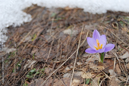 Spring is coming - snow melting and crocus growing. Close-up