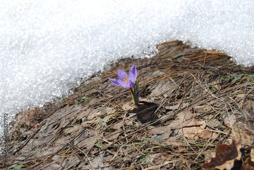 Spring and winter - crocus close-up