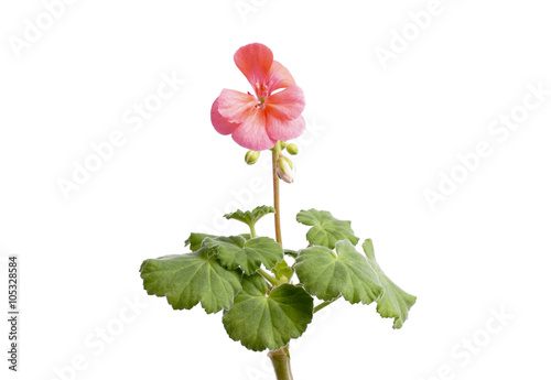 Fototapeta Naklejka Na Ścianę i Meble -  Pink geranium flower. Isolated.
