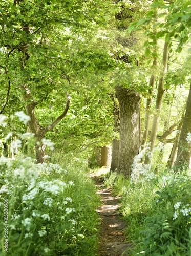 Idyllic forest path with white flowers and smith sunbeams. Nature background  spring forest. Selective focus of a footpath through a mixed forest with flowers next to the path. 