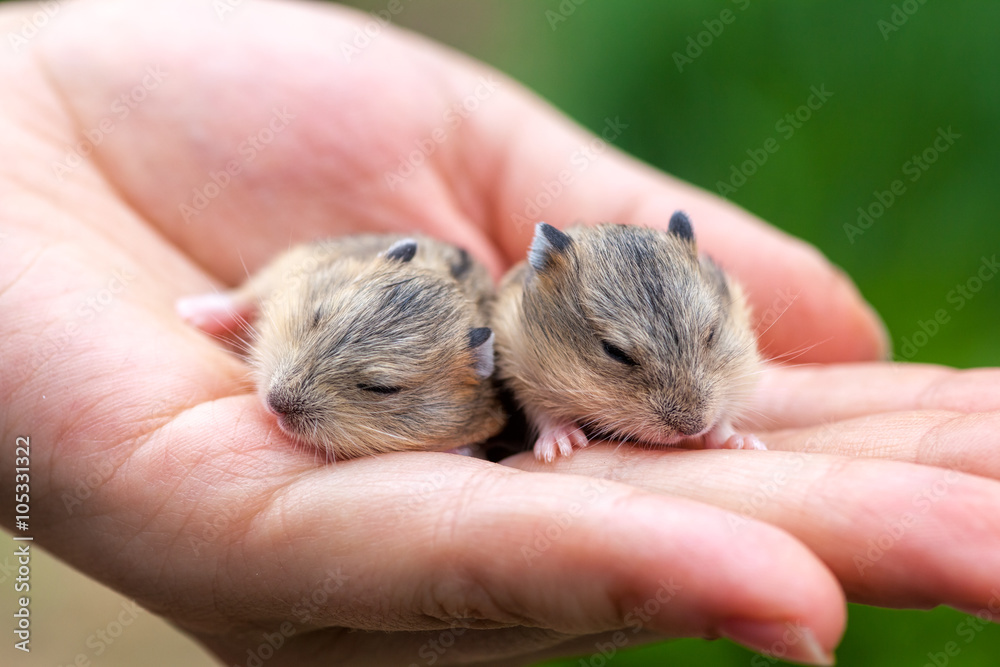 Hamster pups on a palm Hamster pups on a palm