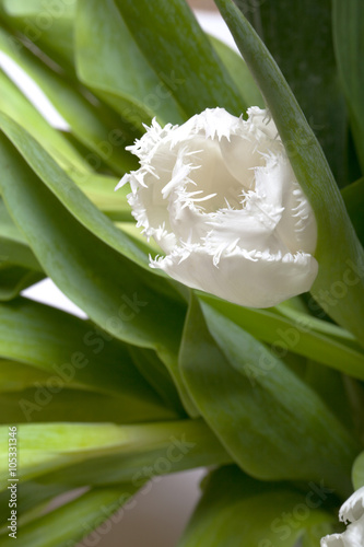 The bunch of spring tulips. Shallow depth of field. Selective fo photo