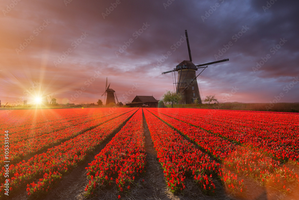 Windmill with tulip field in Holland