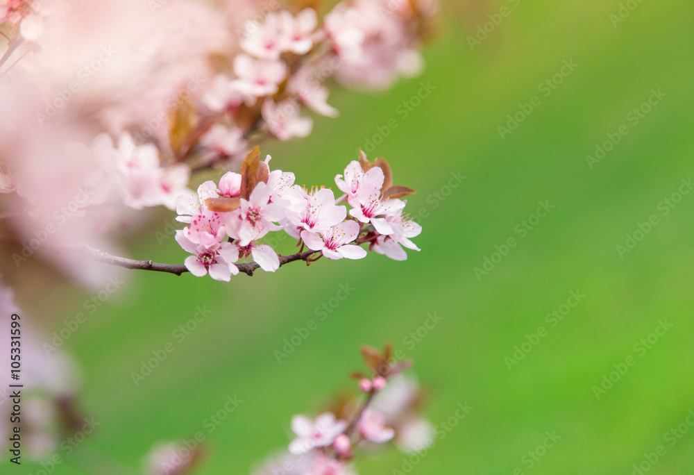 Spring border background with pink blossom
