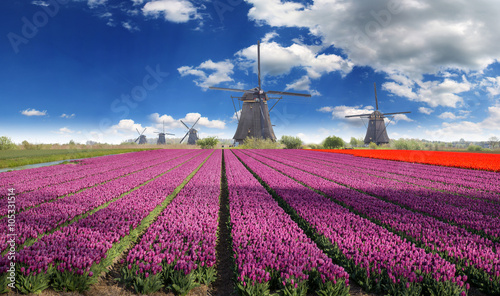 Fototapeta Naklejka Na Ścianę i Meble -  Windmill with tulip field in Holland