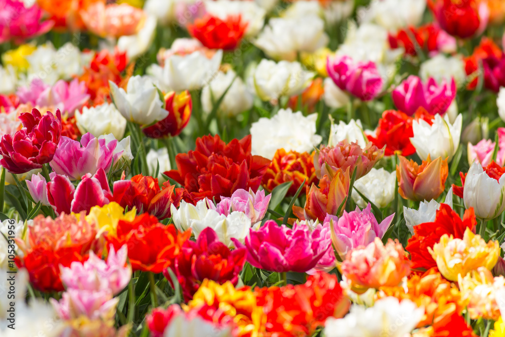Beautiful colorful tulips, close-up.