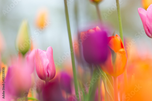 Beautiful colorful tulips, ...