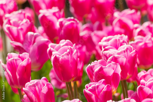 Beautiful colorful tulips, ...