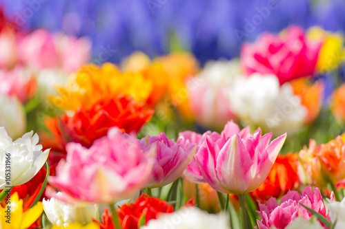 Beautiful colorful tulips, ...