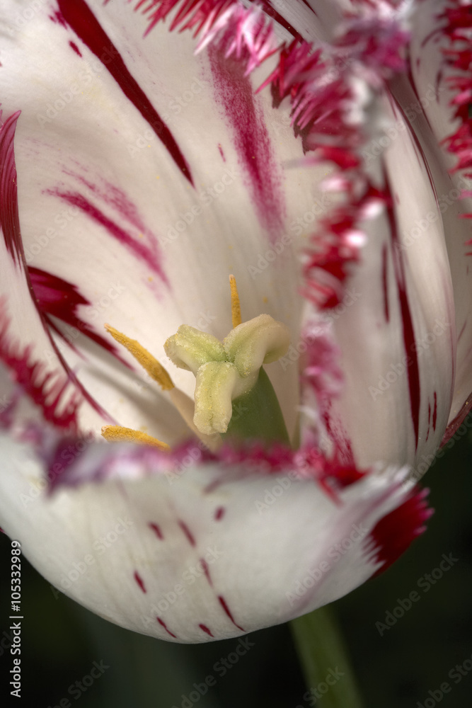 Terry tulip Terry tulip