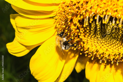 bumblebee is on flower sunflower to collect pollen