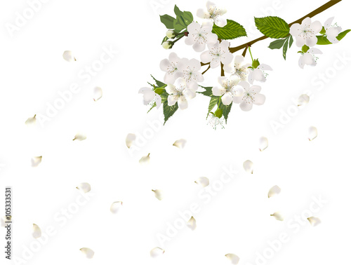 white spring lush blossoming branch with falling petals
