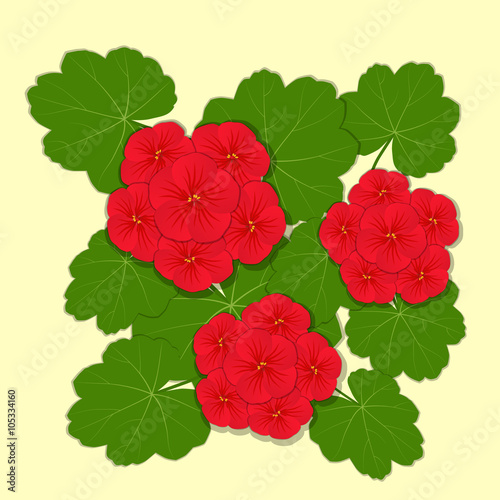 Fototapeta Naklejka Na Ścianę i Meble -  Geranium red flower. Vector illustration