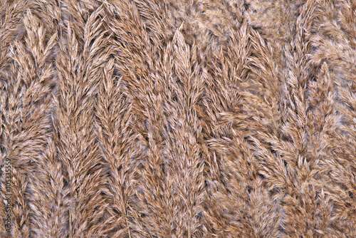 Dried reed background