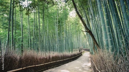 嵐山の竹林風景