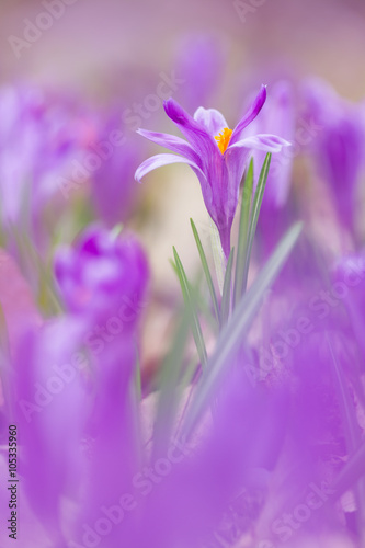 View of close-up magic blooming spring flowers crocus