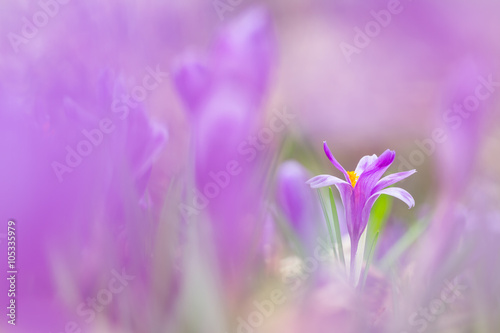 View of close-up magic blooming spring flowers crocus growing fr