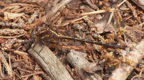 Ashy Clubtail (Gomphus lividus) Dragonfly - Male 1 photo