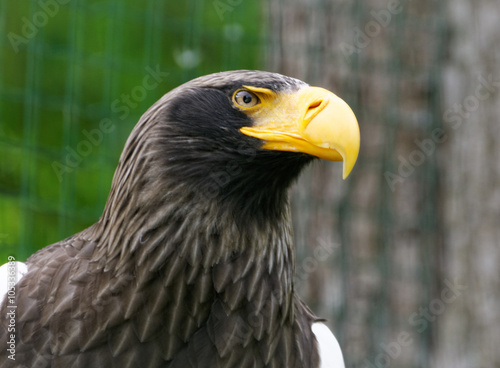 Detail of eagle