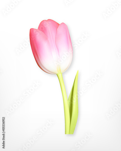 Fototapeta Naklejka Na Ścianę i Meble -  Pink tulip. Spring flower