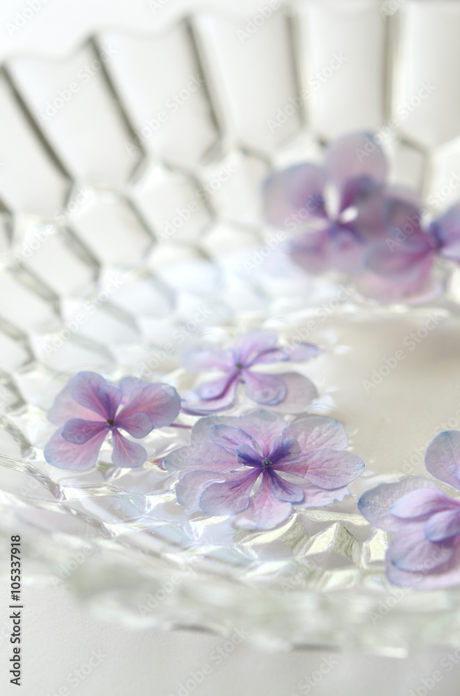 ガラスの器に浮かべた紫陽花の花　