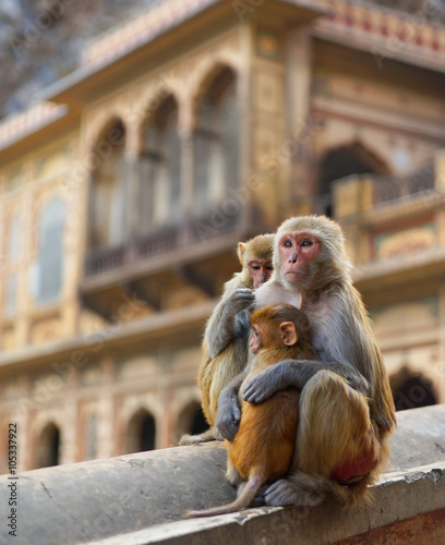 Canvas Print Jaipur, India : Baby monkey with it’s family in front of Galta Palace in the sacred monkey Temple