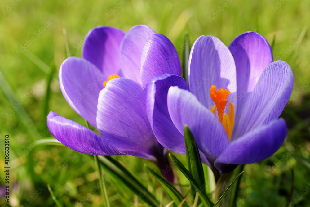 Crocus Crocus