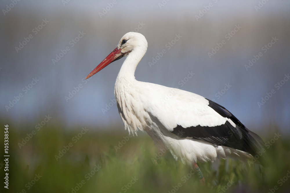 White Stork - ciconia ciconia White Stork - ciconia ciconia