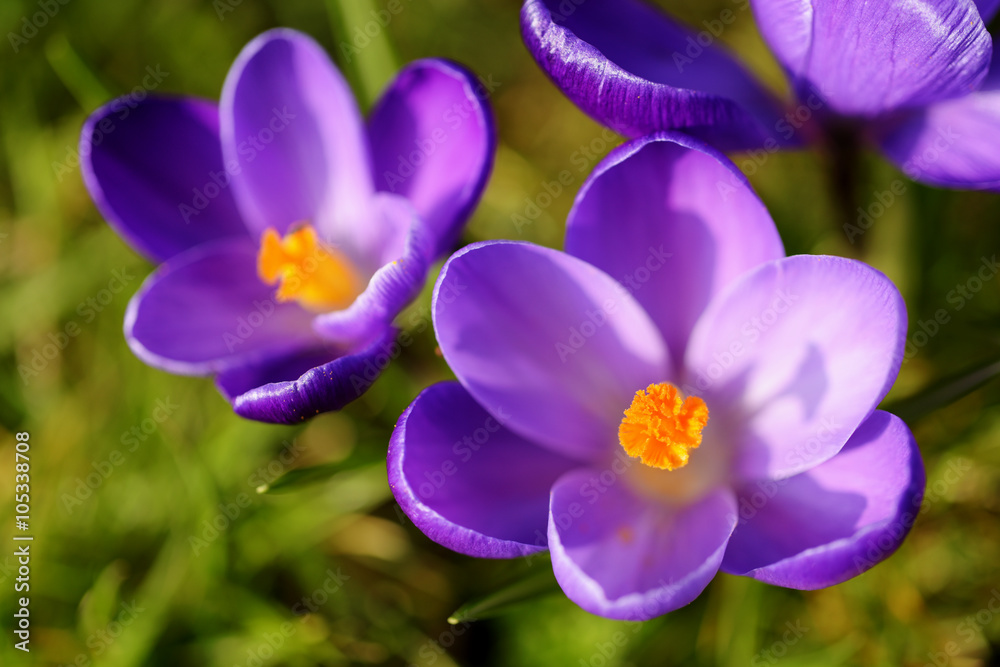 Crocus