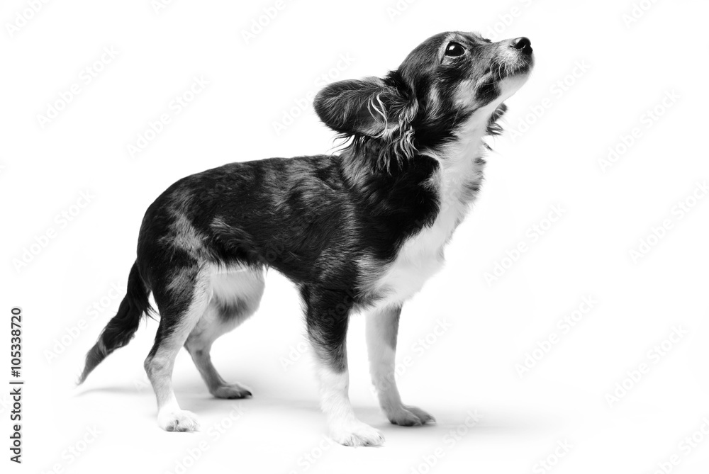photo of toy terrier dog standing and looking up isolated on white background. black and white photo of animal photo of toy terrier dog standing and looking up isolated on white background. black and white photo of animal