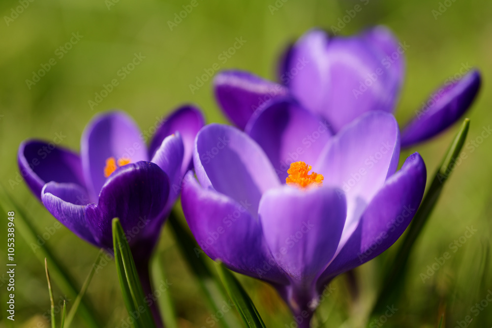 Crocus Crocus