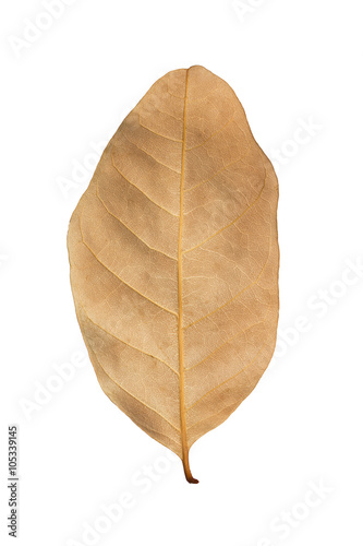 Dry brown leaf isolated on white
