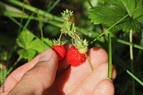 person collects ripe forest strawberries (Fragaria), macro