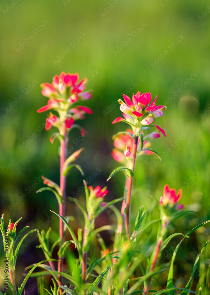Indian Paintbrush Flowers Bathed in Early Morning Light Indian Paintbrush Flowers Bathed in Early Morning Light